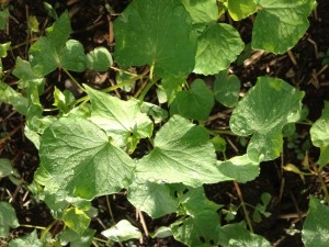 花芽を付け始めました